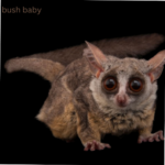 bush baby