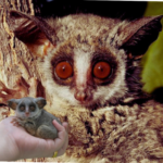 Bush baby size