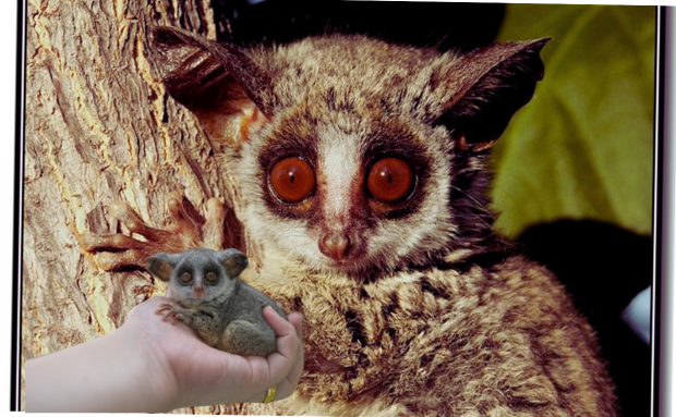 Bush baby size