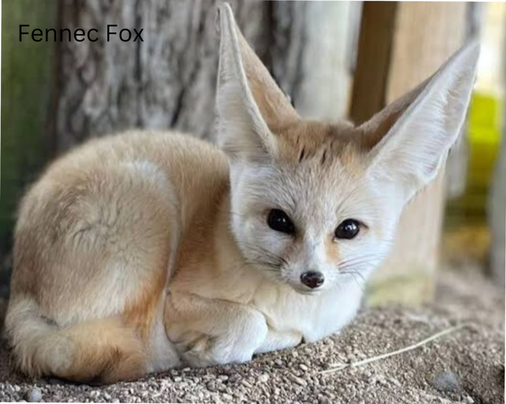 Food Web for the Fennec Fox