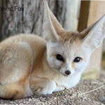 Food Web for the Fennec Fox