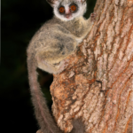 bush baby