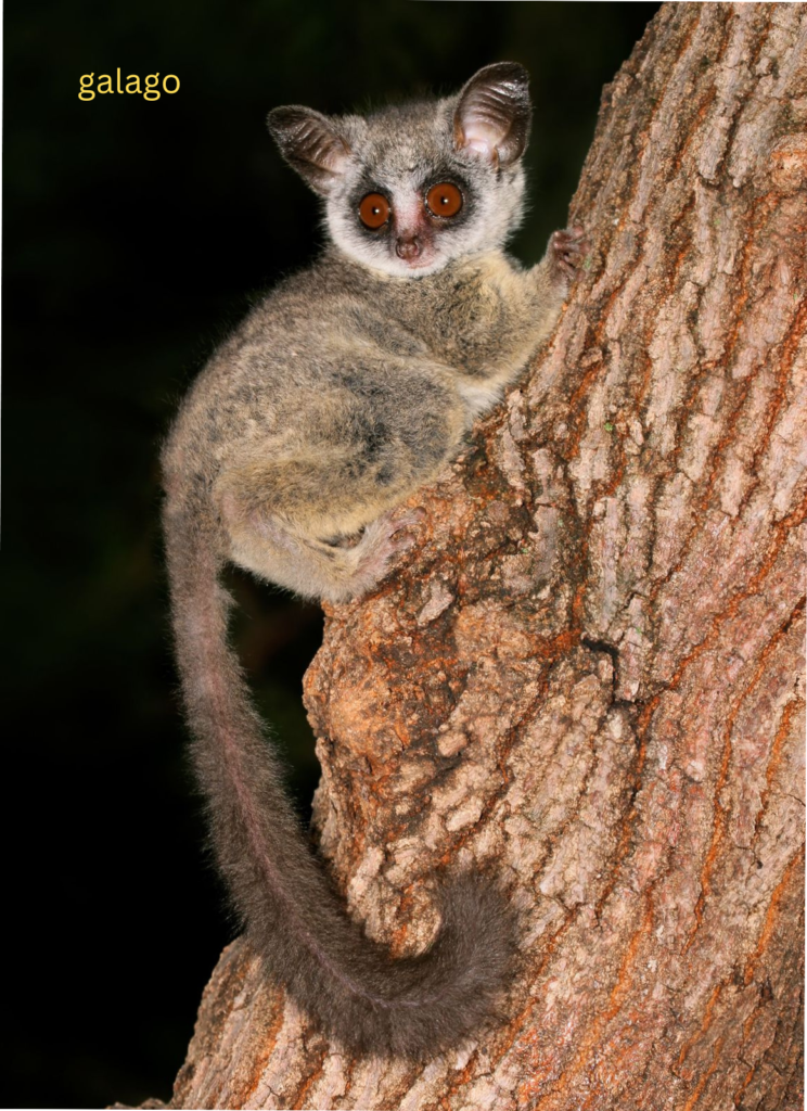 bush baby